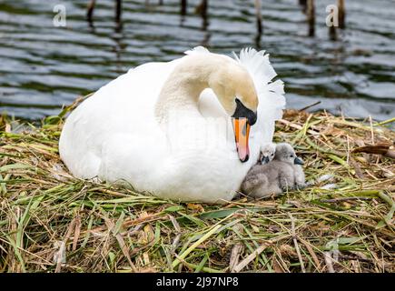 East Lothian, Schottland, Vereinigtes Königreich, Mai 21. 2022. UK Wetter: Muter Schwan schützt neu geschlüpfte Cygnets vor einem kühlen Wind. Die Cygnets dieses weiblichen stummen Schwans schlüpften heute Morgen. Mama breitet ihre Flügel aus, um die Jungen zu bedecken, wobei diese beiden auf der anderen Seite von ihrem Körper vor der kalten Brise geschützt werden Stockfoto