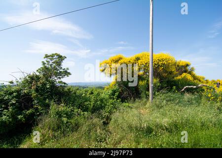 San Bartolo Regionalpark Region Marken - Ginster Bäume und transparentes grünes Meerwasser. Stockfoto