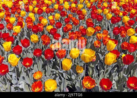 Ein Feld gelber und roter blühender Tulpen. Stockfoto