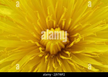 Nahaufnahme des Kopfs der Dandelionenblume Stockfoto