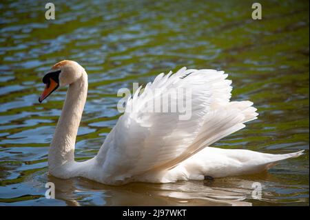 Swan Stockfoto