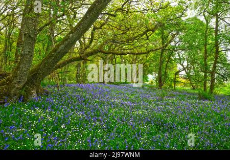 Darroch Bluebell Woods Stockfoto