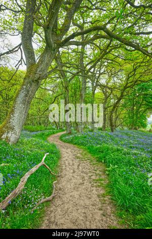 Darroch Bluebell Woods Stockfoto