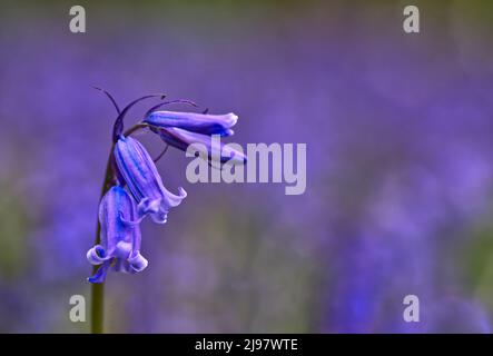 Darroch Bluebell Woods Stockfoto