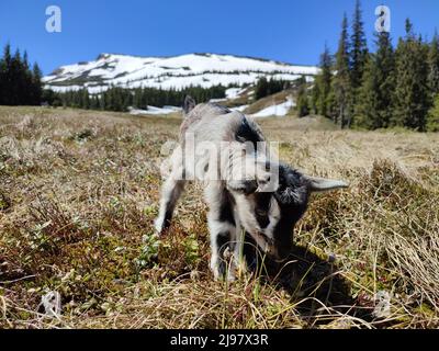 Kleine lustige Baby-Bergziege Nahaufnahme Stockfoto