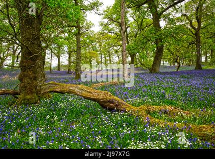 Darroch Bluebell Woods Stockfoto