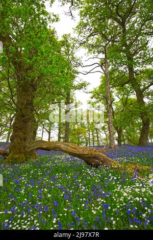 Darroch Bluebell Woods Stockfoto