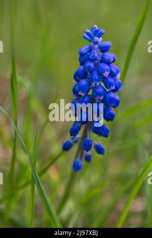 Muscari Armeniacum Blaue Traubenhyazinthe Stockfoto