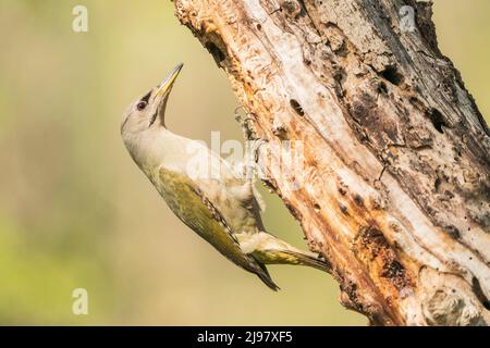 Graukopfspecht, Picus canus, Alleinernährung von Erwachsenen, während er auf einem Baumstamm thront, Ultima Frontiera, Rumänien, 26. April 2022 Stockfoto