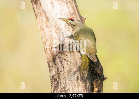 Graukopfspecht, Picus canus, Alleinernährung von Erwachsenen, während er auf einem Baumstamm thront, Ultima Frontiera, Rumänien, 26. April 2022 Stockfoto