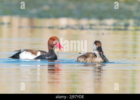 Rotschampflochard, Netta rufina, Single Ente und Single drake beim Schwimmen auf dem Wasser, Ultima Frontiera, Rumänien, 24. April 2022 Stockfoto