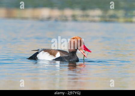 Red-Crested Pochard, Netta rufina, Single drake Swimming on Water, Ultima Frontiera, Rumänien, 24. April 2022 Stockfoto