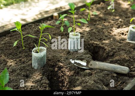 Die Setzlinge von bitteren Chilischoten wachsen in Töpfen im Garten. Das Gewächshaus ist mit Paprika-Sämlingen gefüllt. Stockfoto