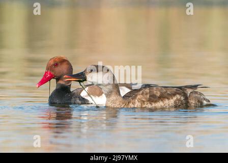 Rotschampflochard, Netta rufina, Single Ente und Single drake beim Schwimmen auf dem Wasser, Ultima Frontiera, Rumänien, 24. April 2022 Stockfoto