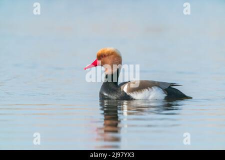 Red-Crested Pochard, Netta rufina, Single drake Swimming on Water, Ultima Frontiera, Rumänien, 24. April 2022 Stockfoto