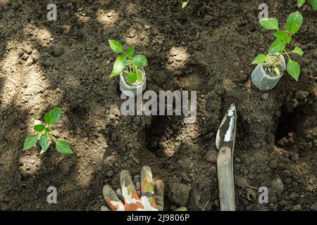 Die Setzlinge von bitteren Chilischoten wachsen in Töpfen im Garten. Das Gewächshaus ist mit Paprika-Sämlingen gefüllt. Stockfoto