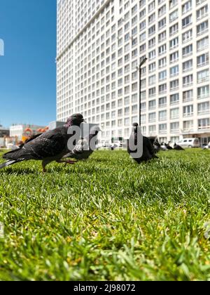 Große Tauben gehen auf grünem Gras auf der Suche nach Nahrung. Tauben überfluteten Städte, weil viele Tauben mit Brot und Getreide füttern. Tauben sind Träger von Stockfoto