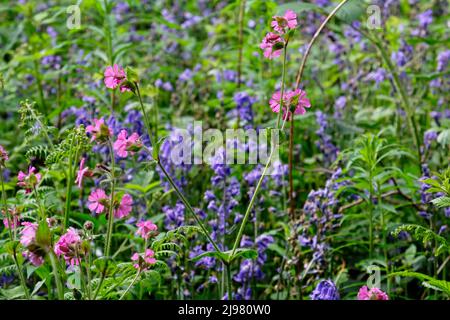 Hem Heath Woods Stockfoto