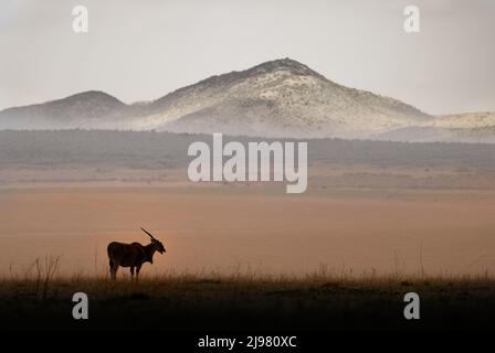 Gewöhnliches Eland - Taurotragus oryx auch die südlichen Elanen- oder Elanlantenantilopen, Savannen- und Flachantilopen in Ost- und Südafrika, Bovidae und Gattung Stockfoto