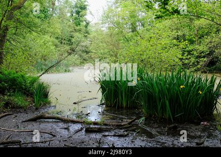 Hem Heath Wood und Newstead Woods Stockfoto