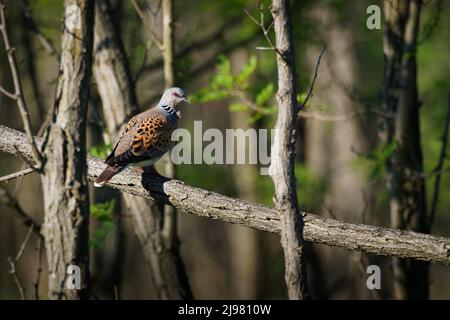 Europäische Schildkrötentaube - Streptopelia turtur auf dem Ast sitzend, schöne Farben, Mitglied der Vogelfamilie Columbidae, die Tauben und Tauben. Stockfoto