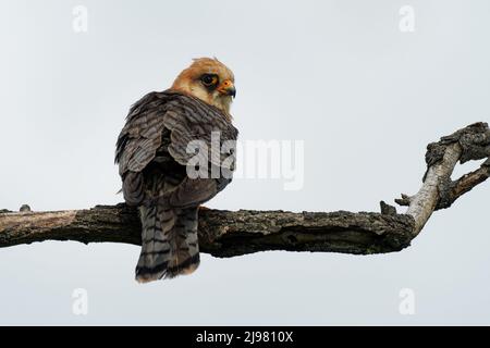 Rotfußfalke Falco vespertinus, Greifvogelfamilie Falconidae, Osteuropa und Asien wandernd, überwintern in Afrika. Sitzt auf dem Ast in Stockfoto