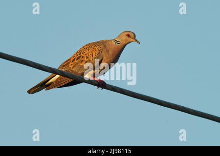 Europäische Schildkrötentaube - Streptopelia turtur auf dem Ast sitzend, schöne Farben, Mitglied der Vogelfamilie Columbidae, die Tauben und Tauben. Stockfoto