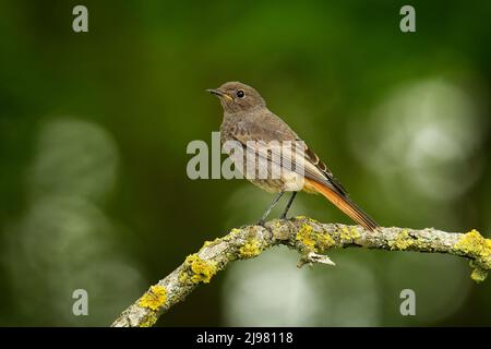 Schwarzer Rotkehlchen Phoenicurus ochruros kleiner Singvögel aus Phoenicurus, Muscicapidae, Züchter in Süd- und Mitteleuropa sowie Asien und Nordwesten AFR Stockfoto