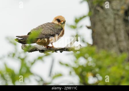 Rotfußfalke Falco vespertinus, Greifvogelfamilie Falconidae, Osteuropa und Asien wandernd, überwintern in Afrika. Sitzt auf dem Ast in Stockfoto