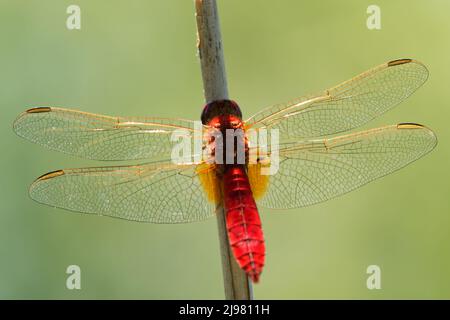 Scharlachrote Libelle Crocothemis erythraea - rot gefärbte Libellulidae-Arten. Zu den gebräuchlichen Namen gehören breite scharlachrote, gemeinsame scarle Stockfoto