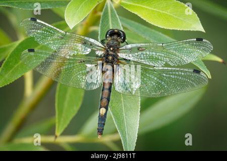 Große Weißgesicht-Schwertlilie - Leucorrhinia pectoralis oder gelbfleckiges weißgesicht kleine Libellengattung Leucorrhinia in der Familie Libellulidae, groß y Stockfoto