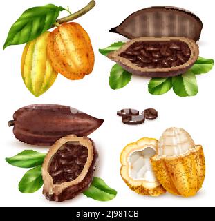 Isolierte und realistische Kakao Ikone Set mit unreifen und reifen Obst in Form geschnitten und ganze Vektor-Illustration Stock Vektor