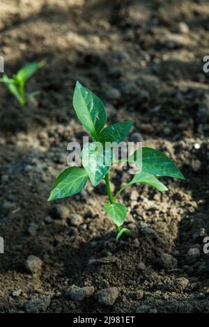 Die Setzlinge von bitteren Chilischoten wachsen in Töpfen im Garten. Das Gewächshaus ist mit Paprika-Sämlingen gefüllt. Stockfoto