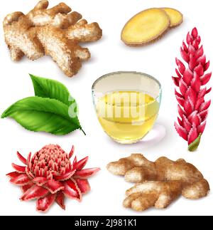 Realistische Ingwerwurzel mit roten Blumen würzig Set mit Tee, Blätter auf weißem Hintergrund isoliert Vektor-Illustration Stock Vektor