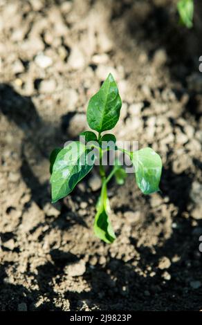 Die Setzlinge von bitteren Chilischoten wachsen in Töpfen im Garten. Das Gewächshaus ist mit Paprika-Sämlingen gefüllt. Stockfoto