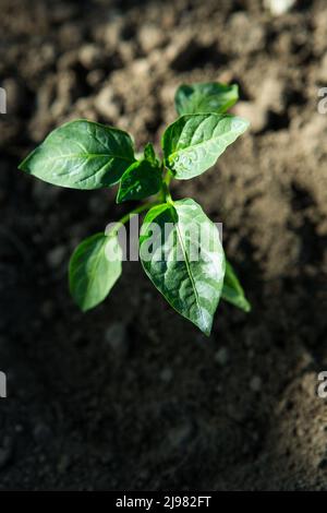 Die Setzlinge von bitteren Chilischoten wachsen in Töpfen im Garten. Das Gewächshaus ist mit Paprika-Sämlingen gefüllt. Stockfoto