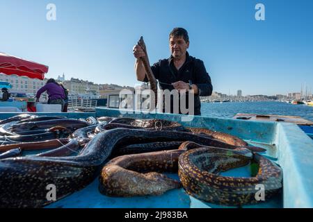 Frankreich. Marseille. Bouche-du-Rhone (13). Fischschwärme im alten Hafen von Marseille. Ein Fischer verkauft seinen Muränen-Fang Stockfoto