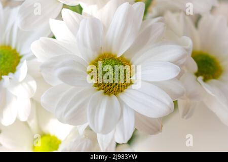 Bouquet von weißen Chrysanthemen auf einem hellen Hintergrund. Stockfoto