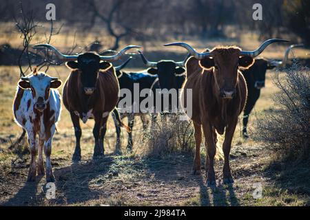 Longhorns Stockfoto