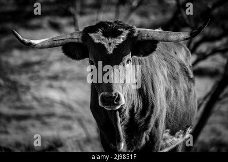 Longhorns Stockfoto