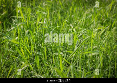 Hintergrund von grünem Gras, geringe Schärfentiefe. Stockfoto