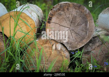 Große Kiefernstämme sind auf dem Gras gestapelt. Die Baumstämme auf dem Gras. Stockfoto