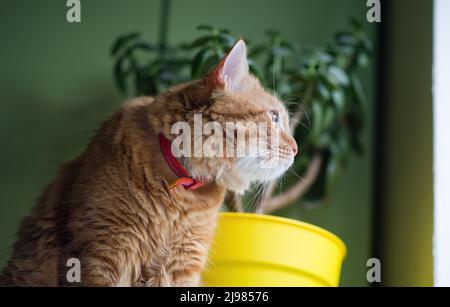 Eine Hauskatze sitzt und schaut aus dem Fenster und träumt davon, draußen zu sein. Rote Katze schaut aus der Nähe aus dem Fenster. Stockfoto