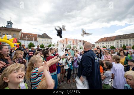 Ostritz, Deutschland. 21.. Mai 2022. 15 Tauben werden als Symbol in die Freiheit entlassen. Das Friedensfestival ist seit Jahren ein integraler Bestandteil der Gemeinschaft, um sich gegen rechtsorientierte Veranstaltungen in der Stadt zu wehren. Quelle: Daniel Schäfer/dpa/Alamy Live News Stockfoto