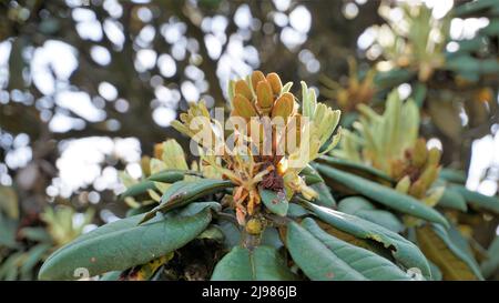 Nahaufnahme von frischen, zarten Blättern der Rhododendron hodgsonii Pflanze mit natürlichem Hintergrund. Gefleckt in Eoty, tamilnadu Stockfoto