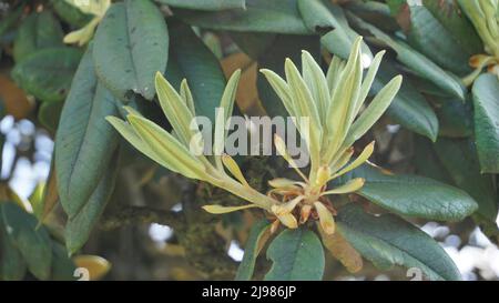 Nahaufnahme von frischen, zarten Blättern der Rhododendron hodgsonii Pflanze mit natürlichem Hintergrund. Gefleckt in Eoty, tamilnadu Stockfoto