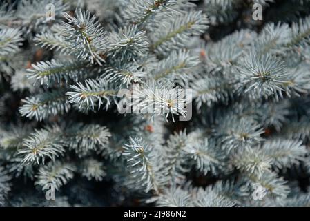 Die blaue Fichte (Picea pungens), auch bekannt als grüne Fichte, weiße Fichte. Sie ist in Nordamerika beheimatet und kommt natürlich in Arizona, C, vor Stockfoto