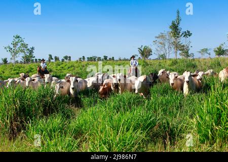 Rinderherde auf der Weide, Bauern im Hintergrund reiten auf dem Grasland, tragen Cowboyhüte. Brasilien, Bundesstaat Pará, Amazonas. Stockfoto