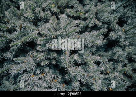 Die blaue Fichte (Picea pungens), auch bekannt als grüne Fichte, weiße Fichte. Sie ist in Nordamerika beheimatet und kommt natürlich in Arizona, C, vor Stockfoto