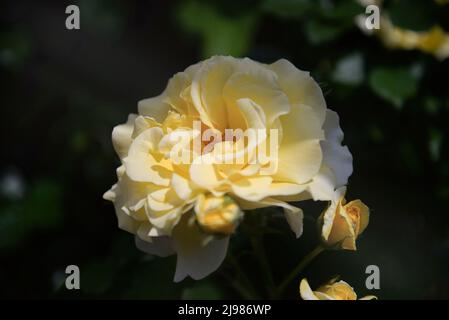 Rosa banksiae, gebräuchliche Namen Lady Banks' Rose, oder einfach nur Banks' Rose, ist eine blühende Pflanze in der Familie der Rosen, die im zentralen und westlichen C beheimatet ist Stockfoto
